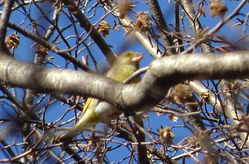 Carduelis chloris - Fringillidae